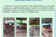 สำนักงานปศุสัตว์อำเภอโพธิ์ทองออกฉีดวัคซีนป้องกันโรคปากและเท้าเปื่อย